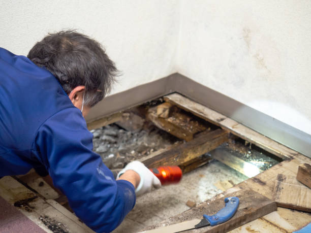 Trusted Summit, IL Mold Remediation Experts