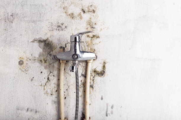 Best White Mold Remediation in Summit, IL